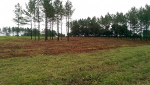 field and pasture clearing