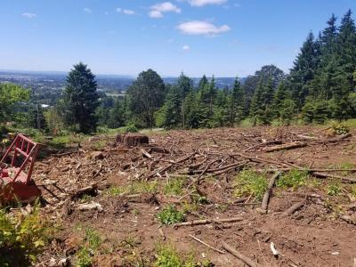 Logging debris before