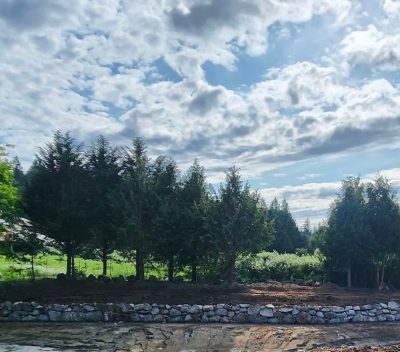 Pond restoration