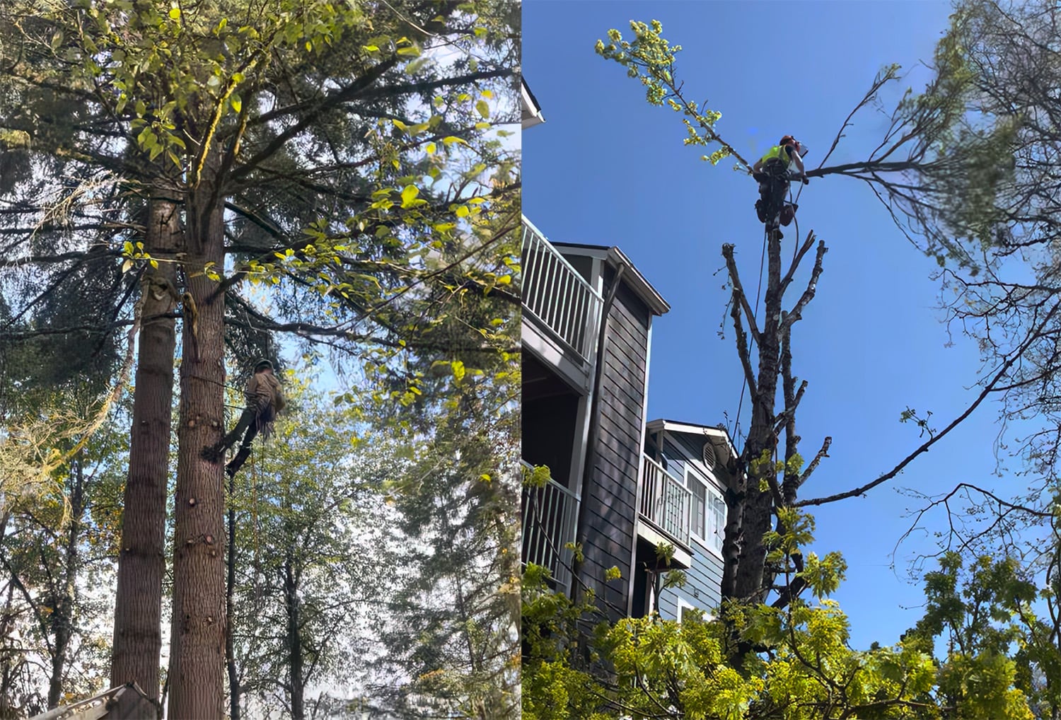 Tree removal in Oregon and Washington